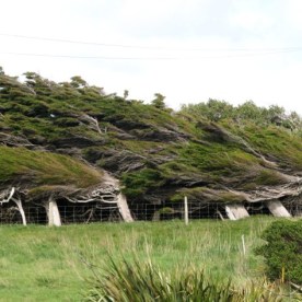 The wind-bent trees of Orepuki, another significant landscape feature. Source: https://kaymckenziecooke.com/2018/05/20/fine-balance/