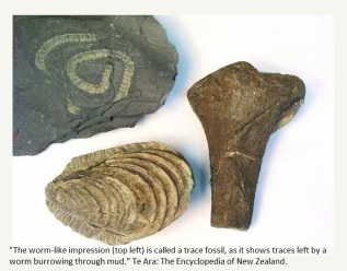 Source: https://teara.govt.nz/en/photograph/9020/three-types-of-fossil