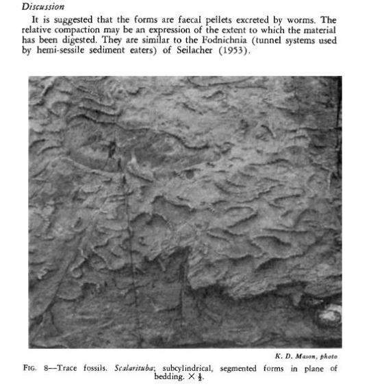 Trace fossils of Mokomoko Inlet. Page 669 in article.