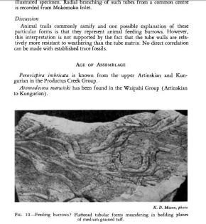 More trace fossils of Mokomoko Inlet. Page 671 in article.