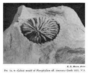And the article refers to fossil coral - but that requires more research, maybe another tale for another day.