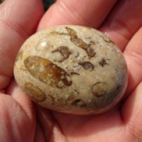 Fossil seafloor stone.