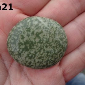 Stone Gn21, spotted argillite.