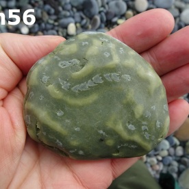 Stone Gn56, trace fossils in argillite.