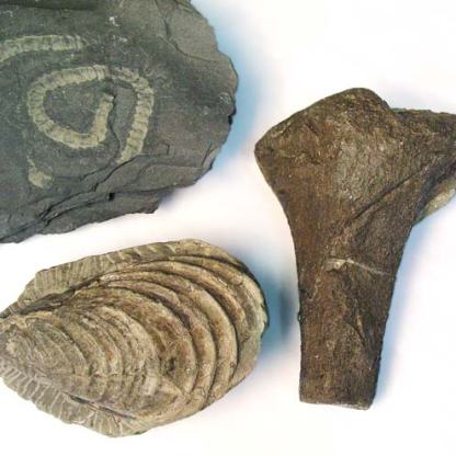 Example of a trace fossil (top left). Source: https://teara.govt.nz/en/photograph/9020/three-types-of-fossil
