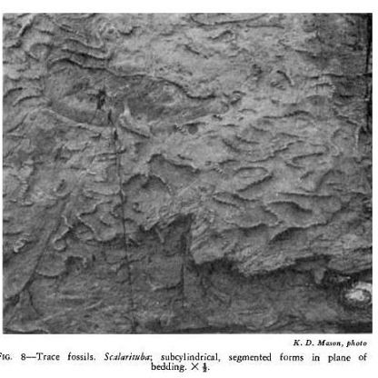 Fossil faecal worm pellets., Mokomoko Inlet near Bluff. Source: Page 669 of Mossman and Force (1969) article in "NZ Journal of Geology and Geophysics" https://www.tandfonline.com/doi/pdf/10.1080/00288306.1969.10431104?fbclid=IwAR0P1wZ8H9A58-OMVDFwQwd_uOHhN3v_Bh3luE87bnDvvl275NwkcRBsArk