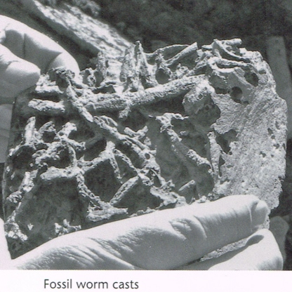 Fossil worm casts, Mokomoko Inlet near Bluff, Southland. Source: Page 104 in Lloyd Esler (2013), "Omaui and the New River Estuary".