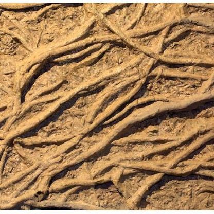 Fossil worm burrows, Museum of the Earth, Ithaca NY, USA. Source: https://www.sciencephoto.com/media/622881/view/fossil-worm-burrows-arthrophycus-