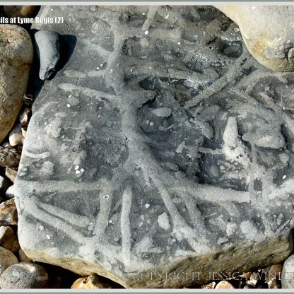 Limestone with trace fossil pattern of ancient crab burrows on the beach at Lyme Regis in Dorset, England. Source: https://natureinfocus.blog/2014/03/22/patterns-made-by-trace-fossils-at-lyme-regis/p1190844tracefossilsatlymeregis2/